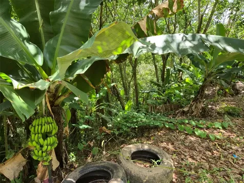 Pr- 155 Km. 20 Hm 8 Int Bauta Arriba Ward Orocovis PR 00720