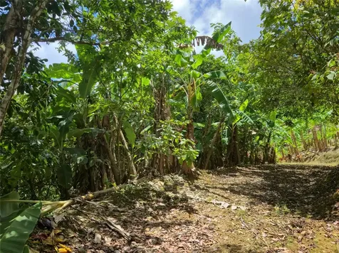 Pr- 155 Km. 20 Hm 8 Int Bauta Arriba Ward Orocovis PR 00720