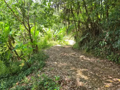 Pr- 155 Km. 20 Hm 8 Int Bauta Arriba Ward Orocovis PR 00720