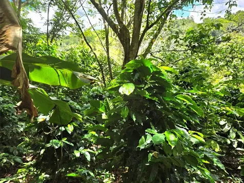 Pr- 155 Km. 20 Hm 8 Int Bauta Arriba Ward Orocovis PR 00720