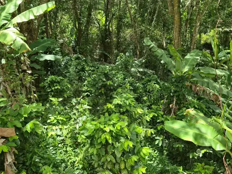 Pr- 155 Km. 20 Hm 8 Int Bauta Arriba Ward Orocovis PR 00720