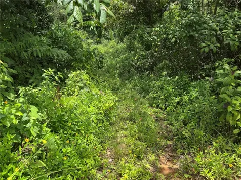 Pr- 155 Km. 20 Hm 8 Int Bauta Arriba Ward Orocovis PR 00720