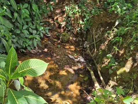 Pr- 155 Km. 20 Hm 8 Int Bauta Arriba Ward Orocovis PR 00720