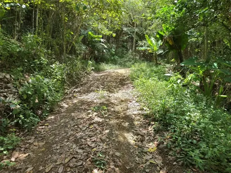 Pr- 155 Km. 20 Hm 8 Int Bauta Arriba Ward Orocovis PR 00720