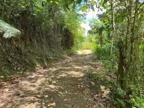 Pr- 155 Km. 20 Hm 8 Int Bauta Arriba Ward Orocovis PR 00720