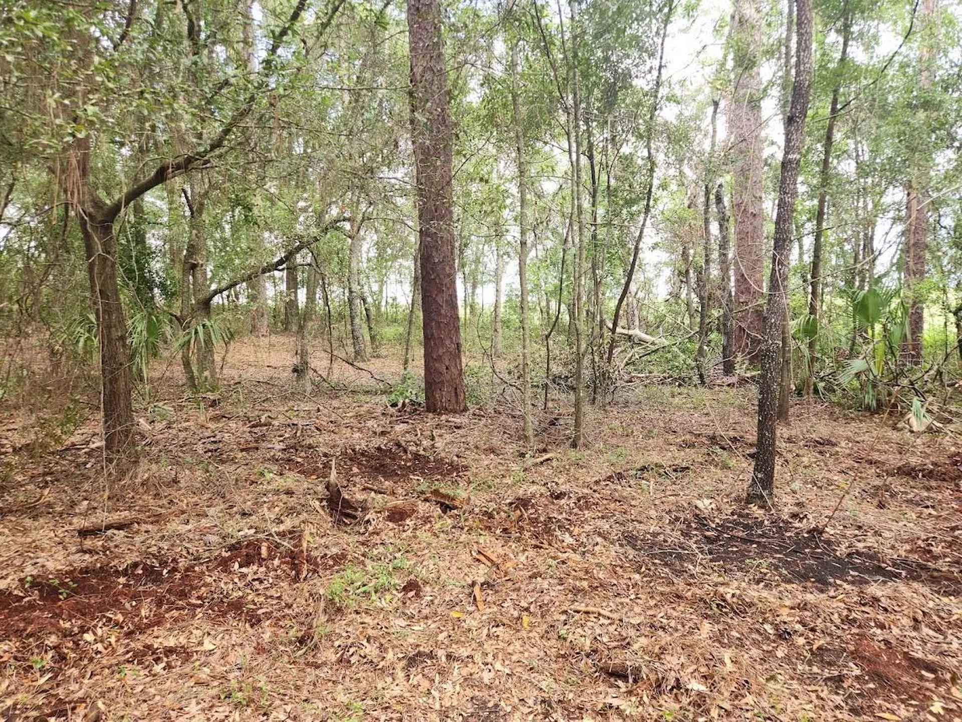 Lot 27 SW Pine Bluffs Road Dunnellon FL 34431