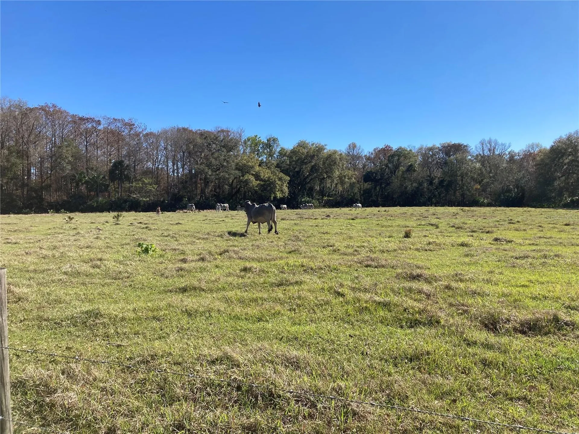 2436 Cr 416n Lake Panasoffkee FL 33538