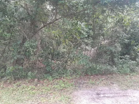 Tbd NW 172nd Place Reddick FL 32686