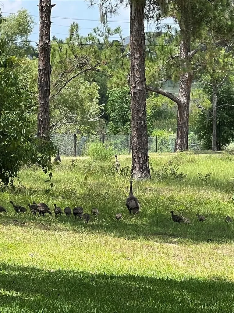 5526 Tiny Road Winter Garden FL 34787