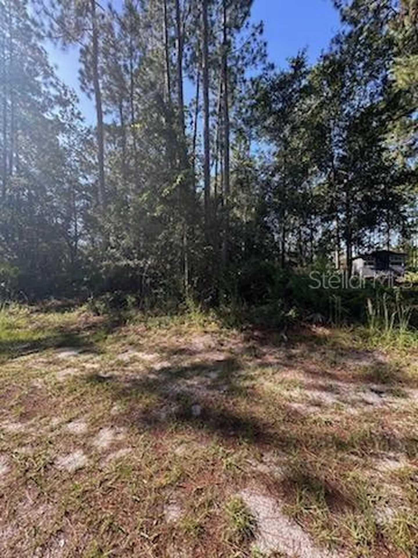 Woodland Avenue Paisley FL 32767