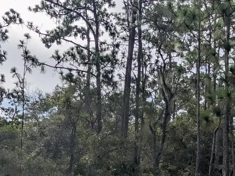 523 Azalea Drive Indian Lake Estates FL 33855