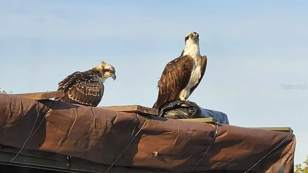 6516 Bimini Court Apollo Beach FL 33572