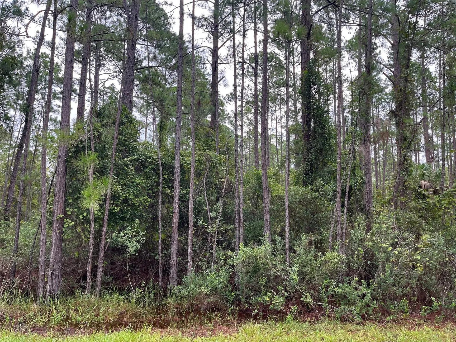 117 Mosswood Street Georgetown FL 32139