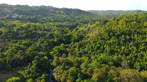 Bo. Carruzo Sector Las Flores Carolina PR 00987