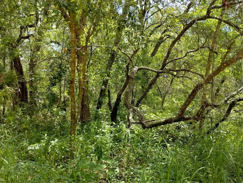 Dogwood Way Lady Lake FL 32159