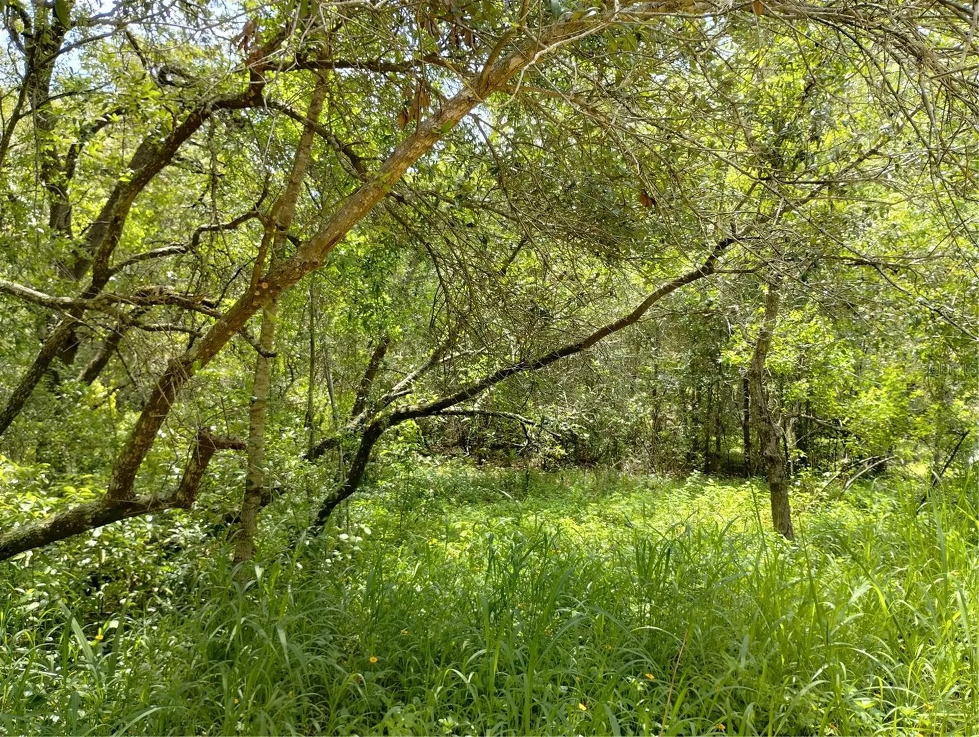 Dogwood Way Lady Lake FL 32159