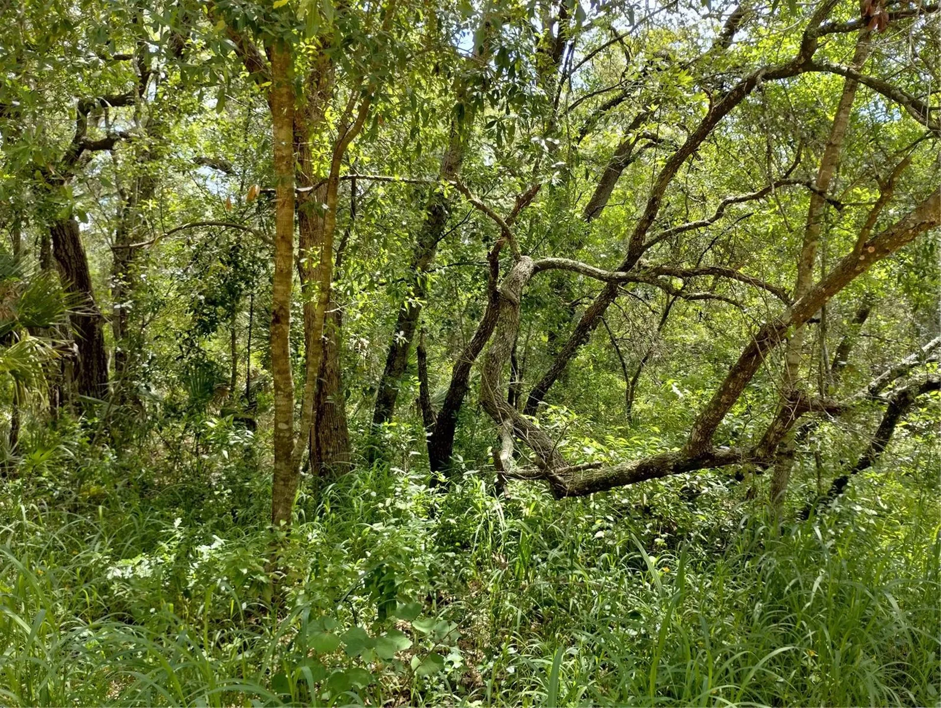 Dogwood Way Lady Lake FL 32159