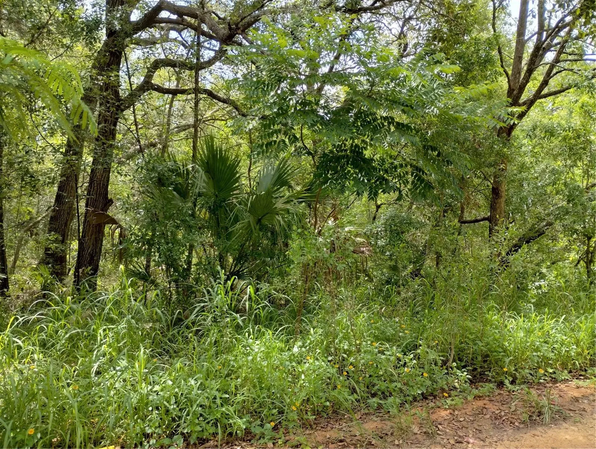 Dogwood Way Lady Lake FL 32159