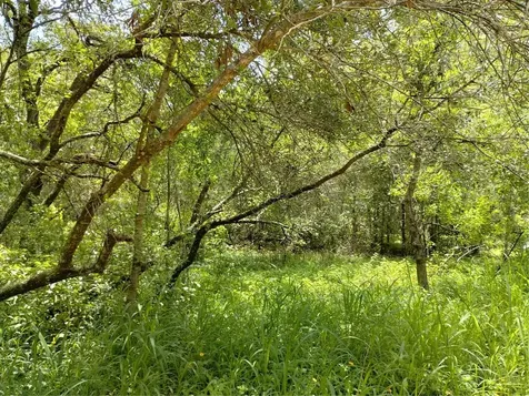 Dogwood Way Lady Lake FL 32159