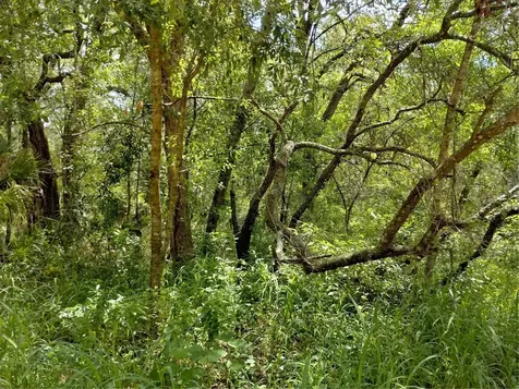 Dogwood Way Lady Lake FL 32159