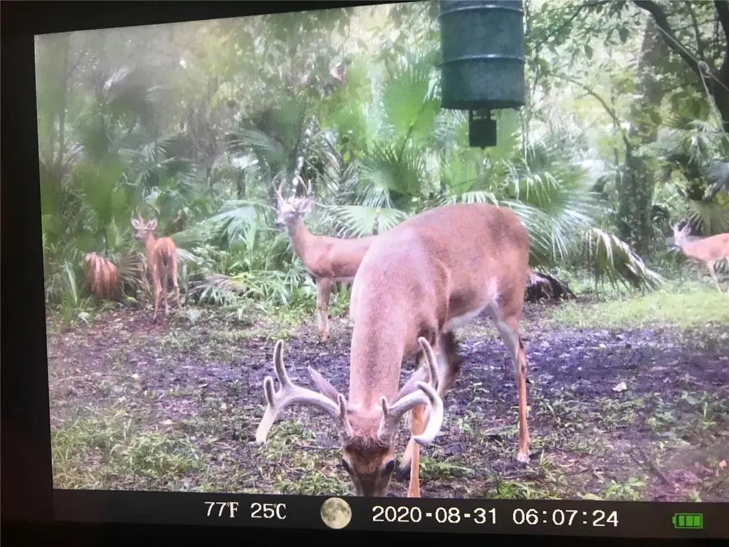 2634 Cr 416n Lake Panasoffkee FL 33538