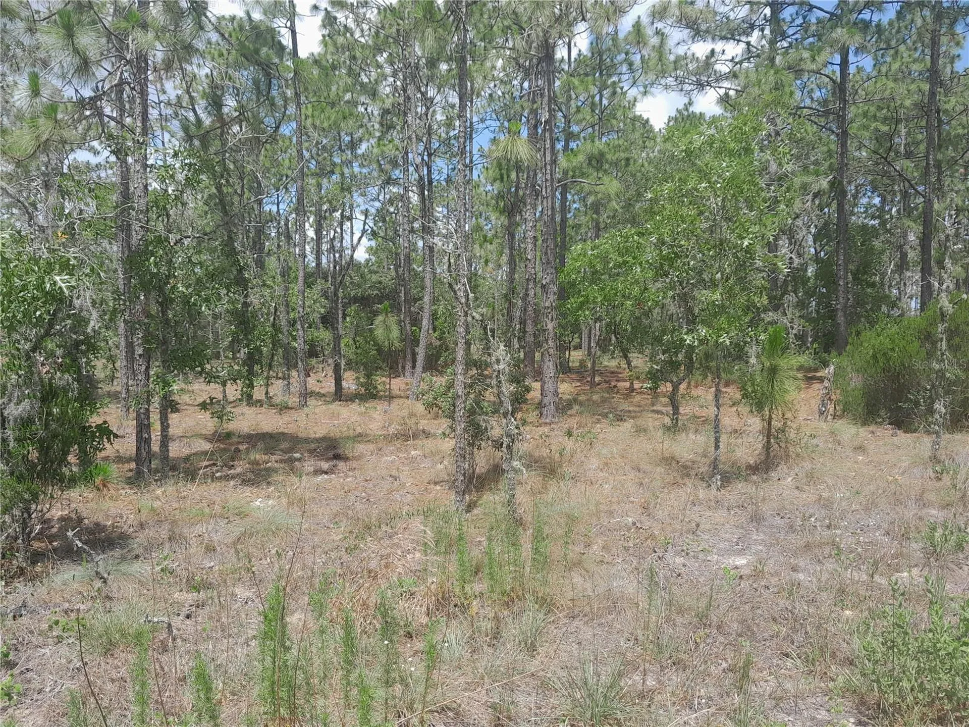 Tbd NE 149th Court Williston FL 32696