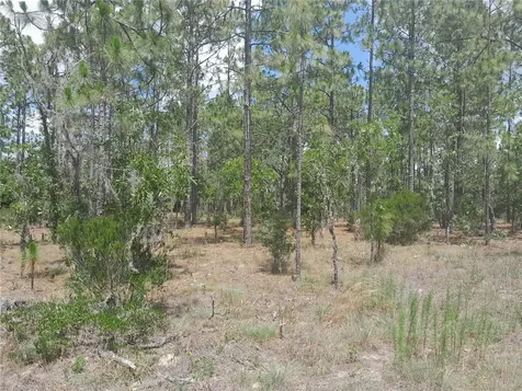Tbd NE 149th Court Williston FL 32696