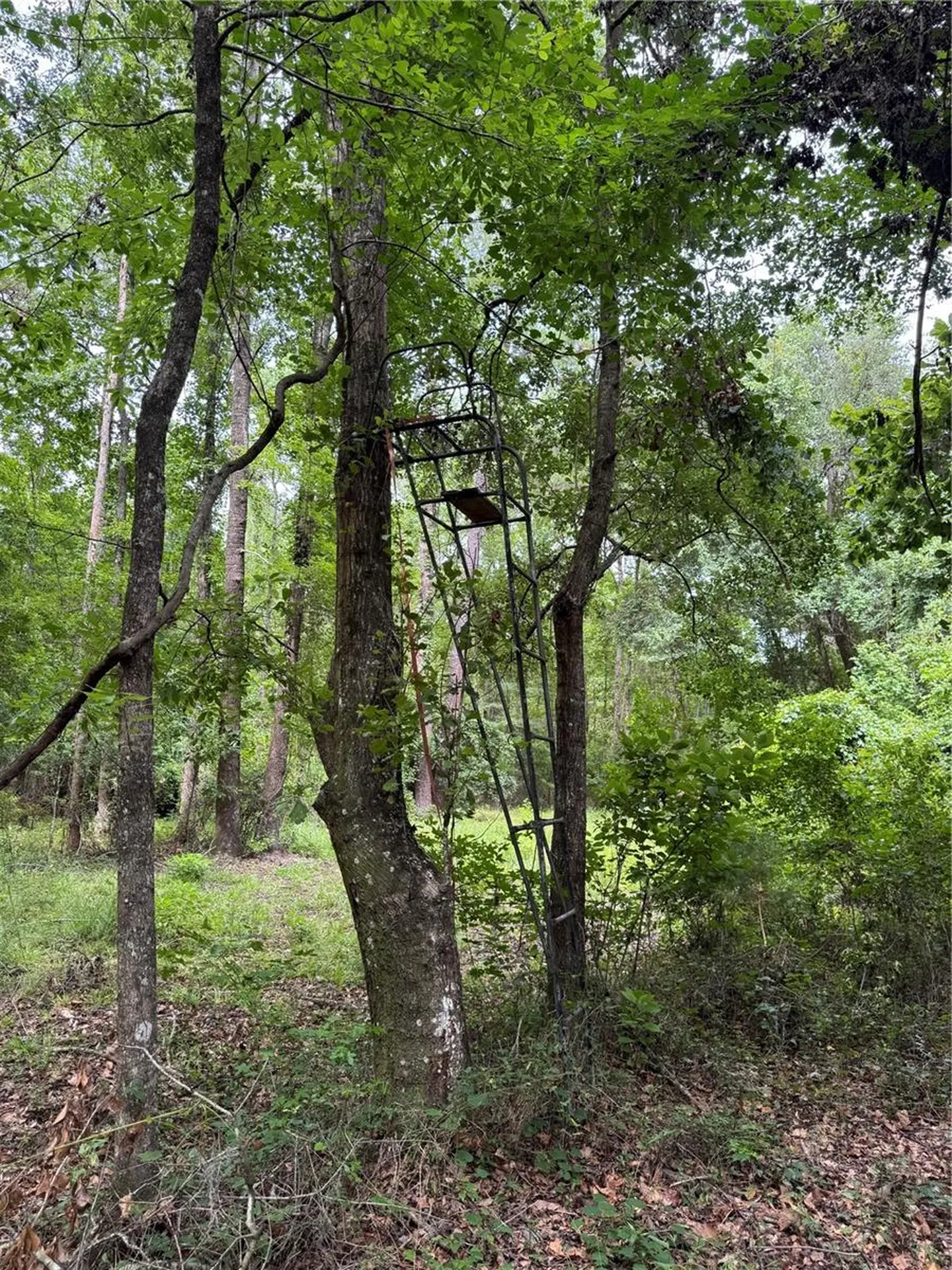 Tbd NW 67th Boulevard Alachua FL 32615