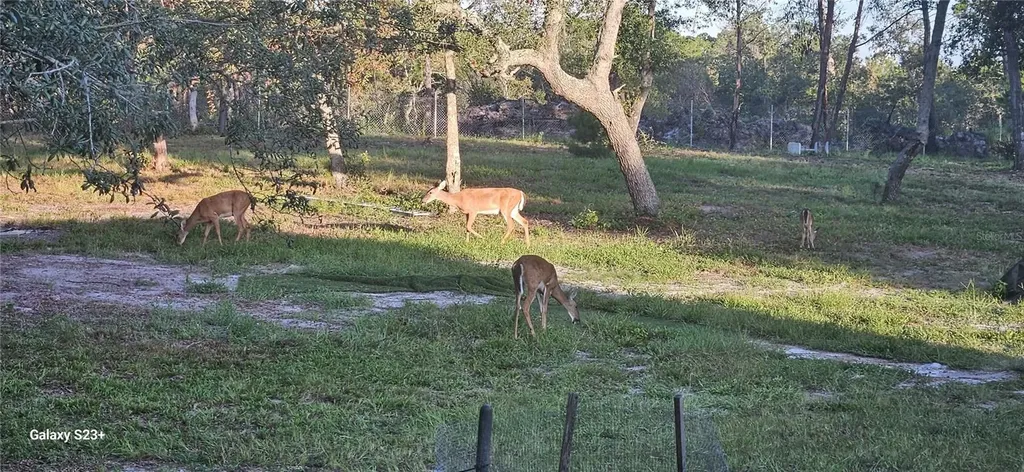 40140 Swift Road Eustis FL 32736