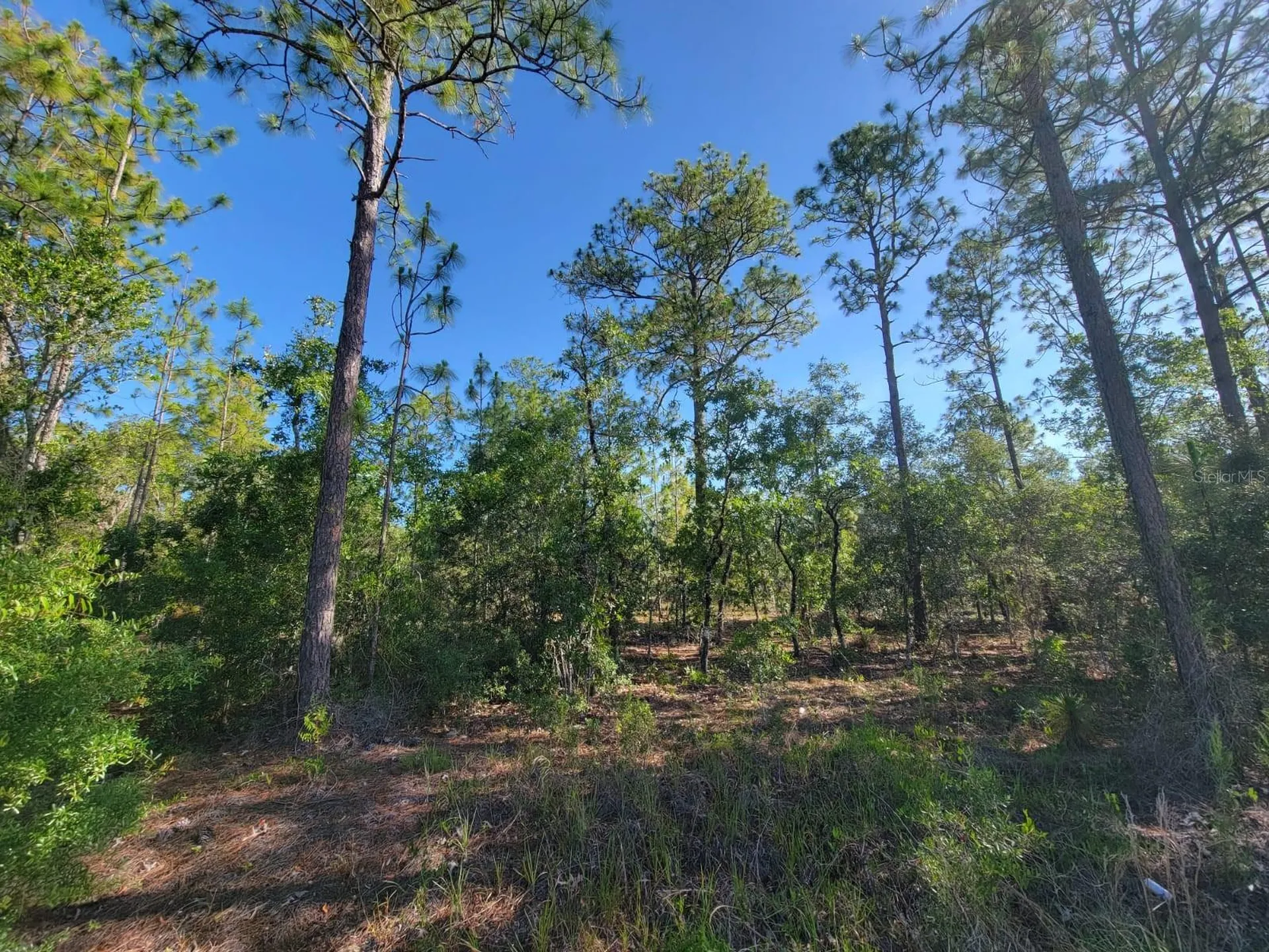 SW Edgewater Dunnellon FL 34431