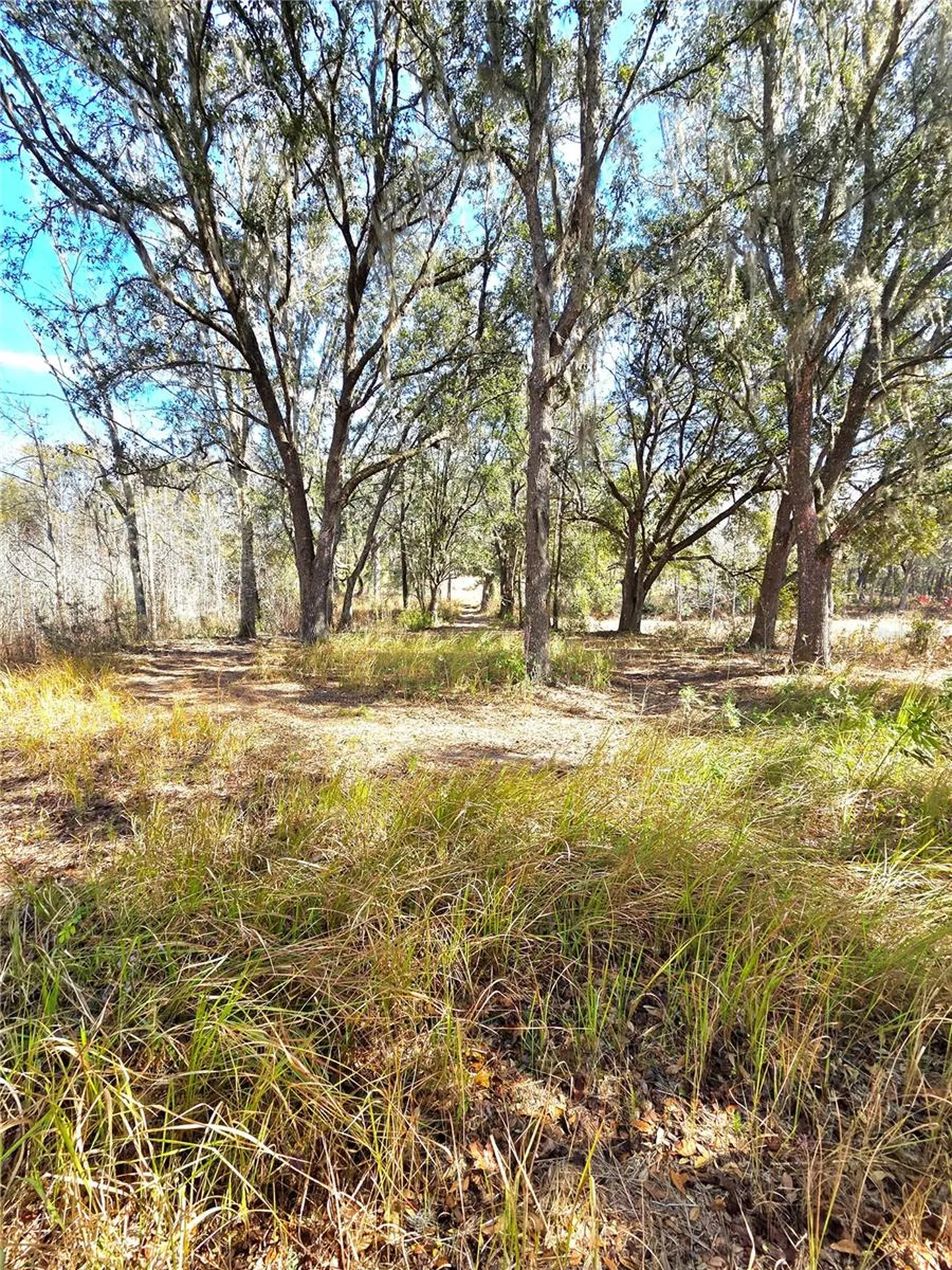 359 Savannah Oaks Drive Brooksville FL 34602