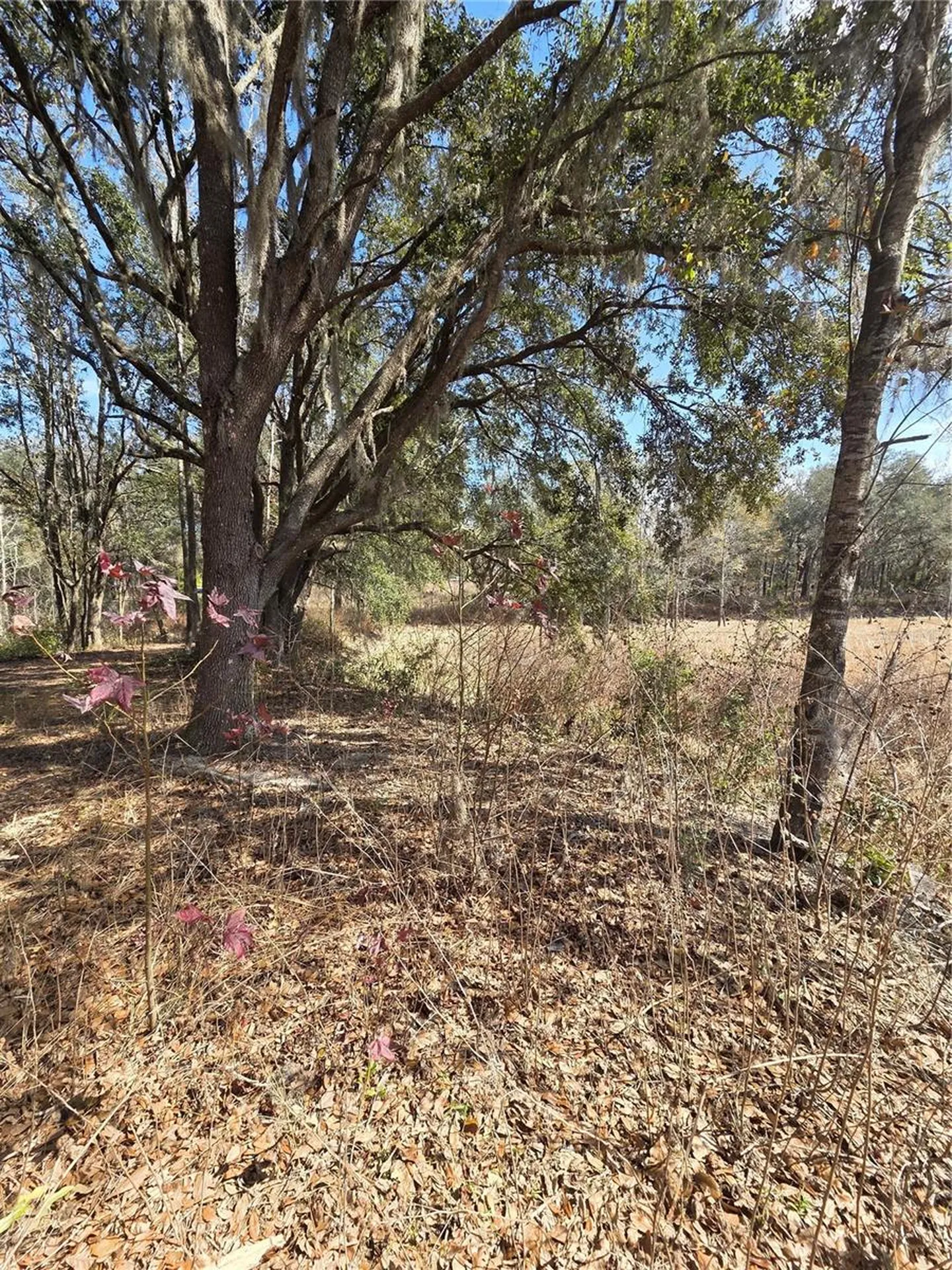 359 Savannah Oaks Drive Brooksville FL 34602