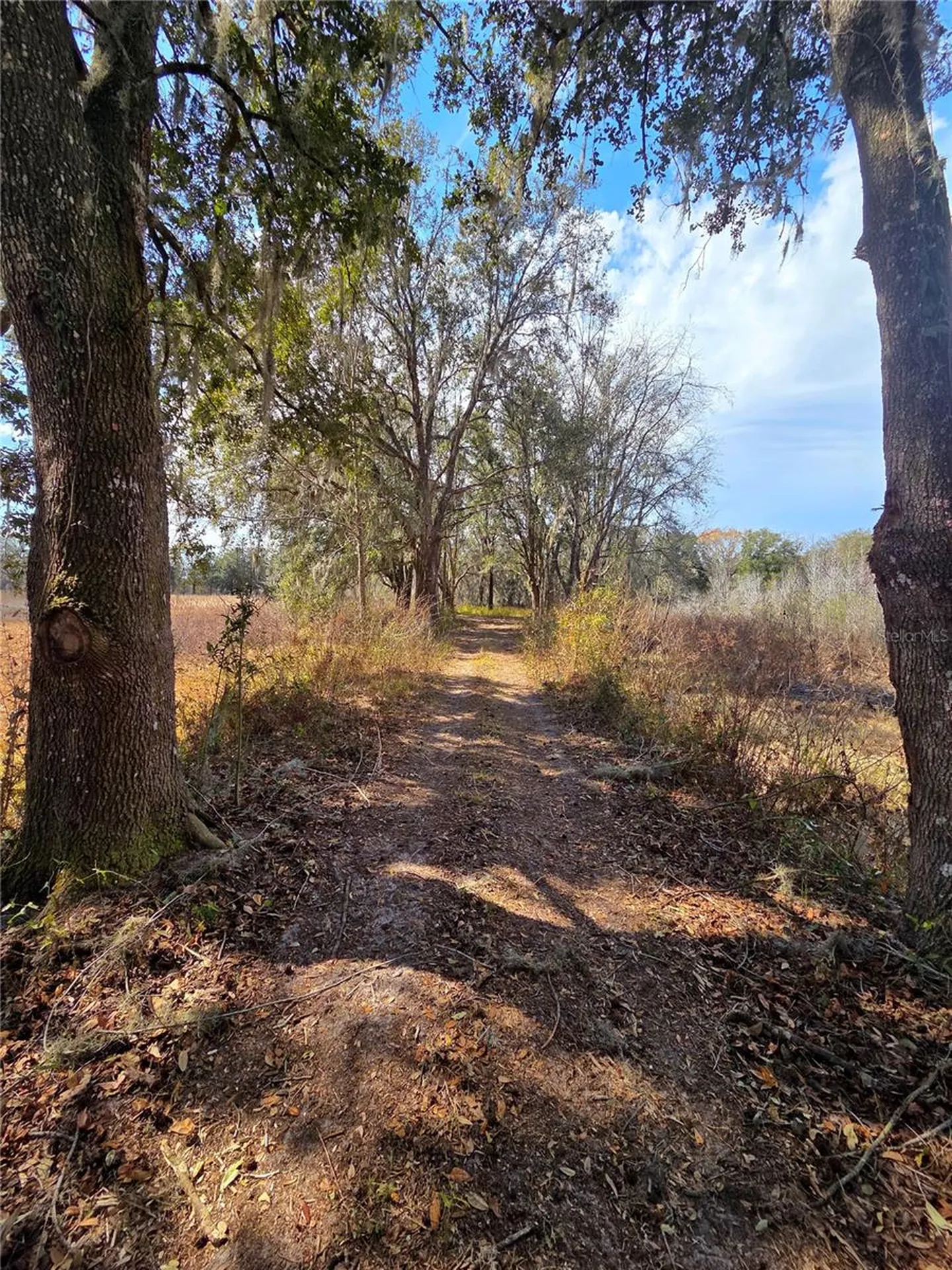 359 Savannah Oaks Drive Brooksville FL 34602