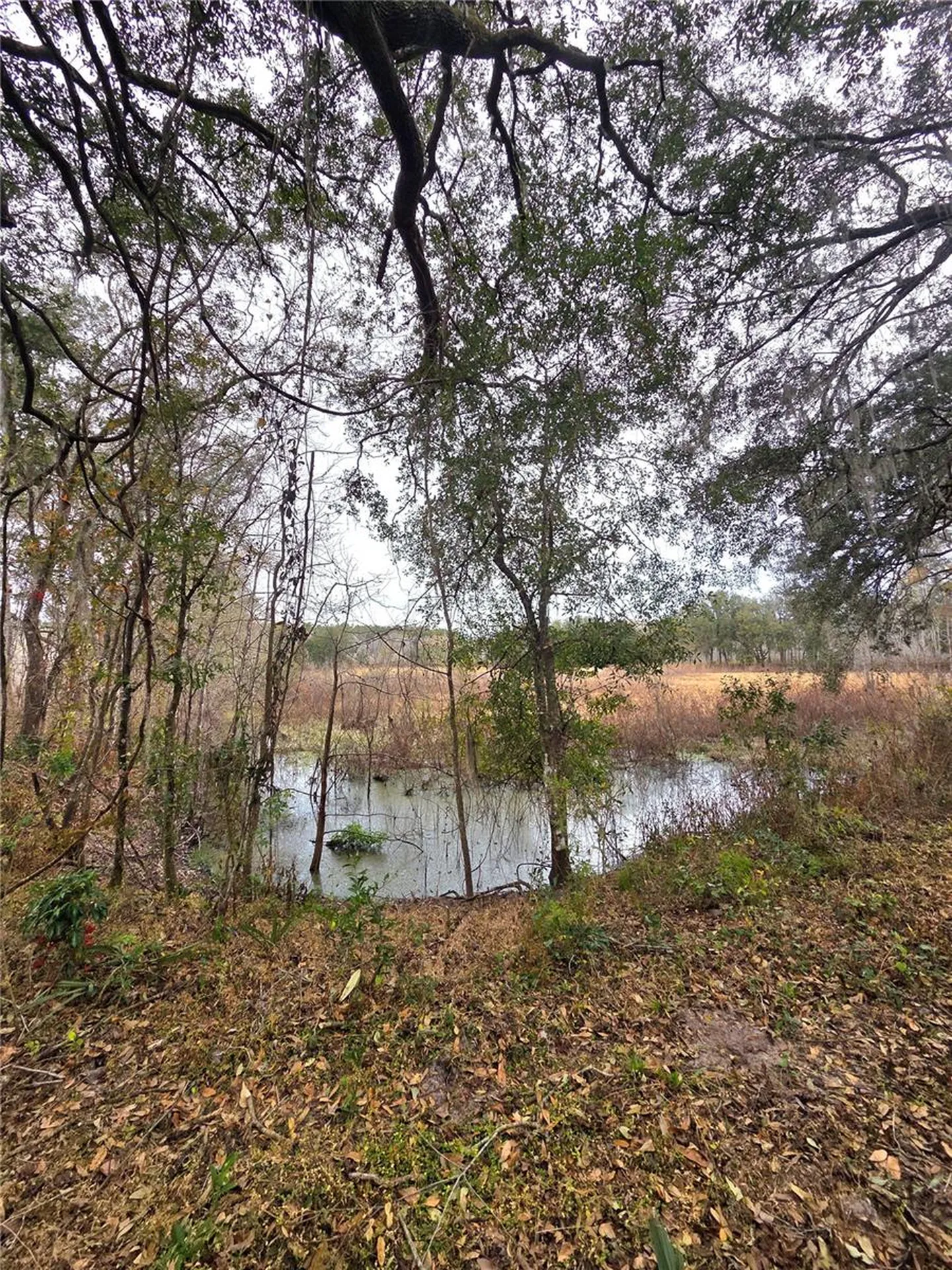 359 Savannah Oaks Drive Brooksville FL 34602