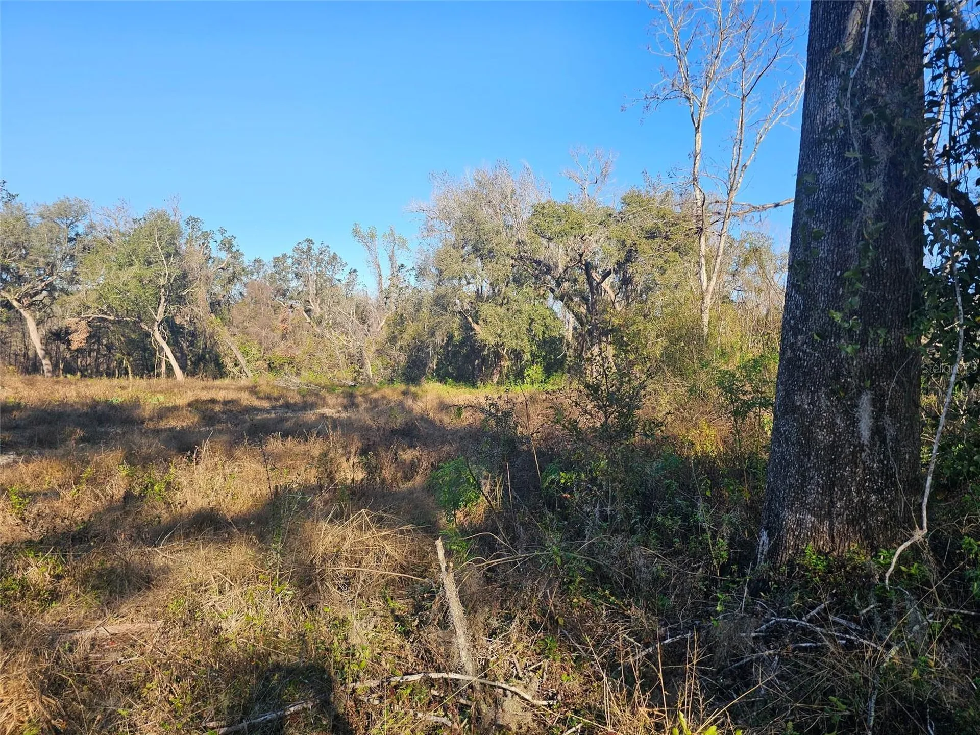 359 Savannah Oaks Drive Brooksville FL 34602