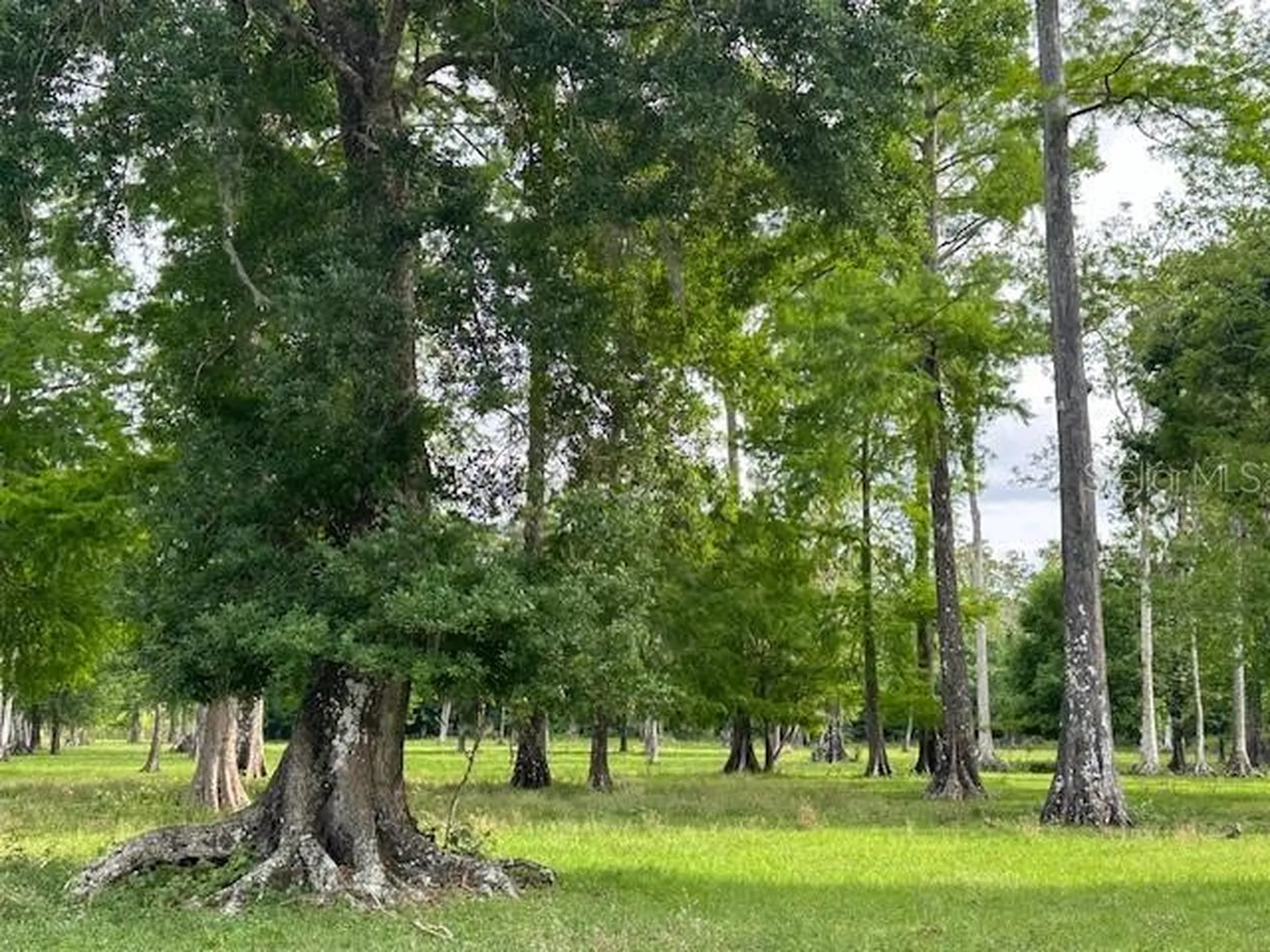 Tbd Corkwood Lane Astatula FL 34705