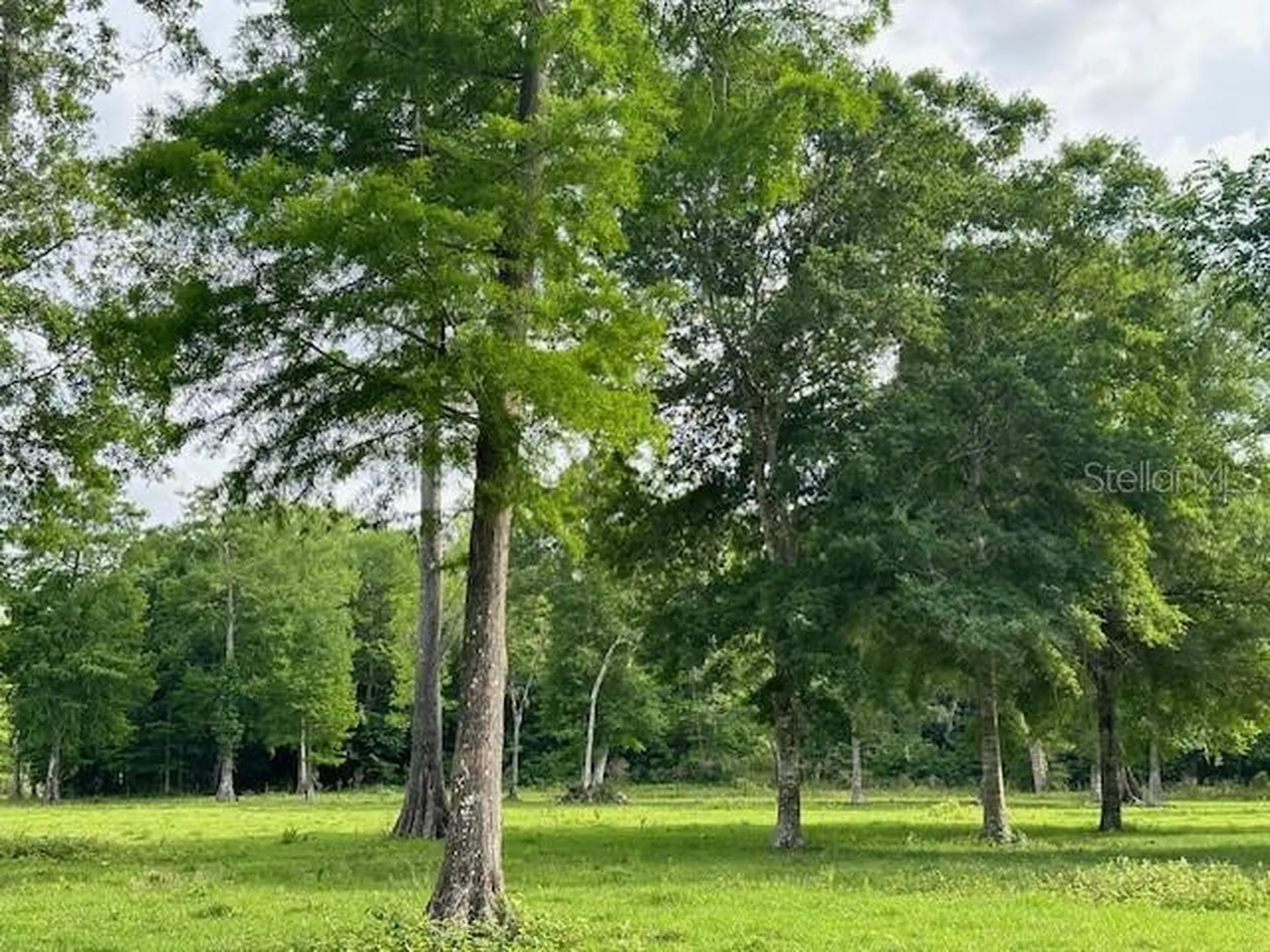Tbd Corkwood Lane Astatula FL 34705