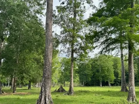 Tbd Corkwood Lane Astatula FL 34705