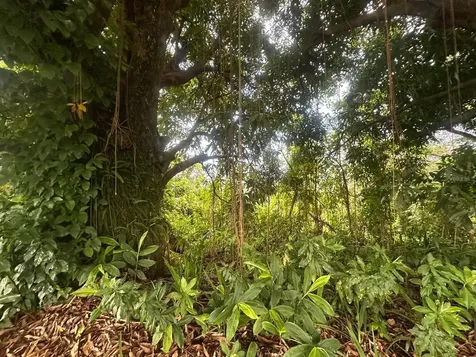 Carr. 351 Bo. Río Cañas Mayaguez PR 00680