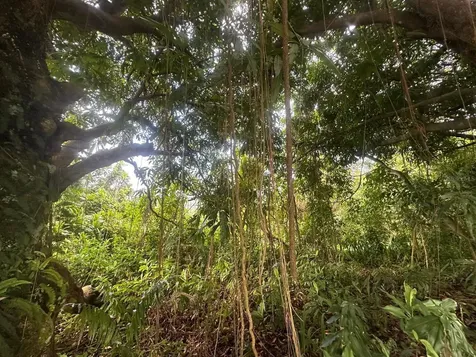 Carr. 351 Bo. Río Cañas Mayaguez PR 00680