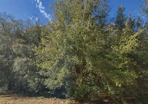 Maltas Avenue Interlachen FL 32148