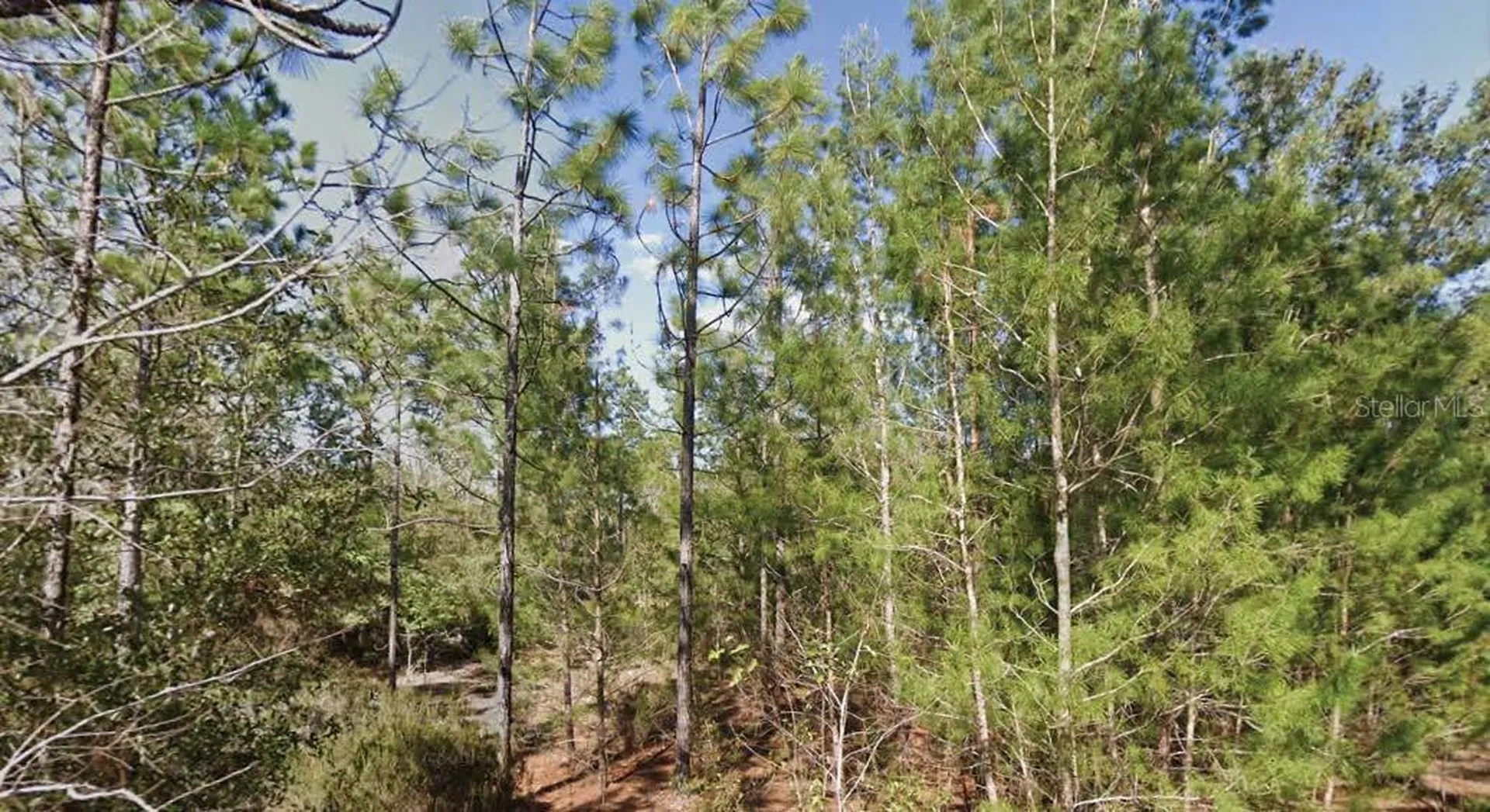 Orchid Drive Interlachen FL 32148