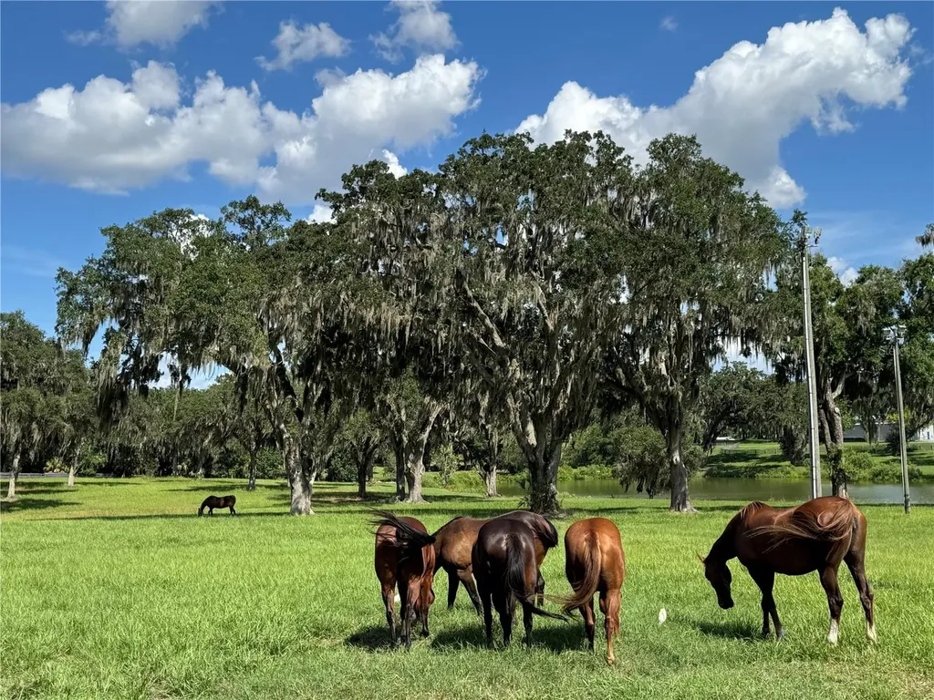 Tbd SE 157th Street Road Summerfield FL 34491