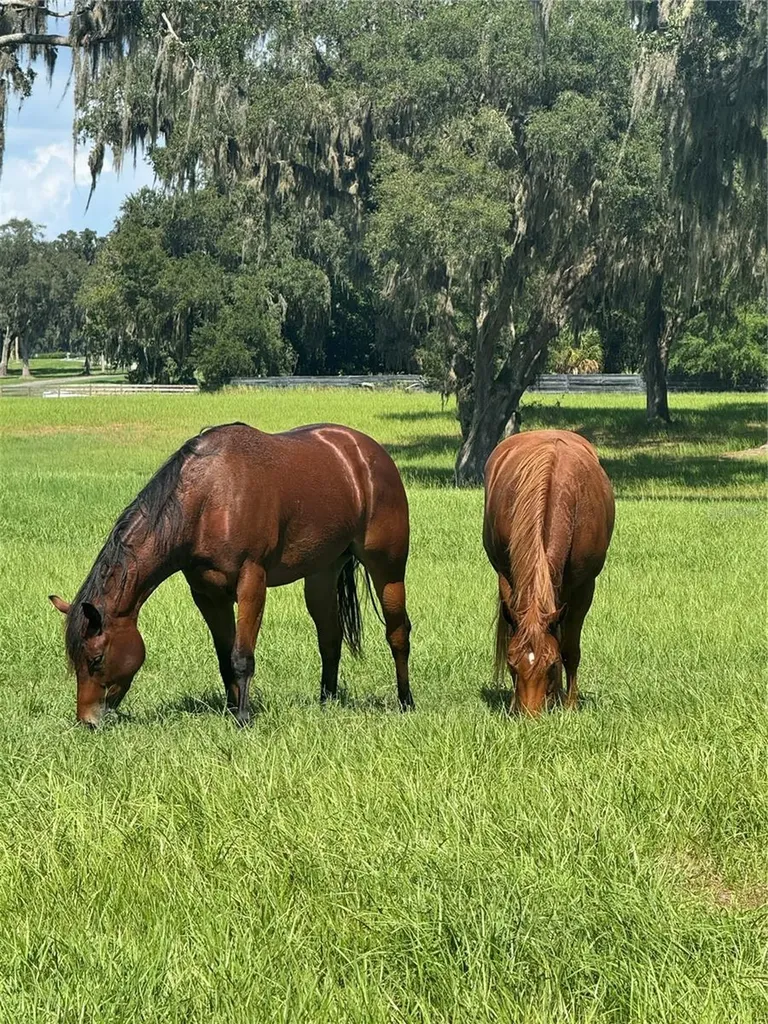 Tbd SE 157th Street Road Summerfield FL 34491