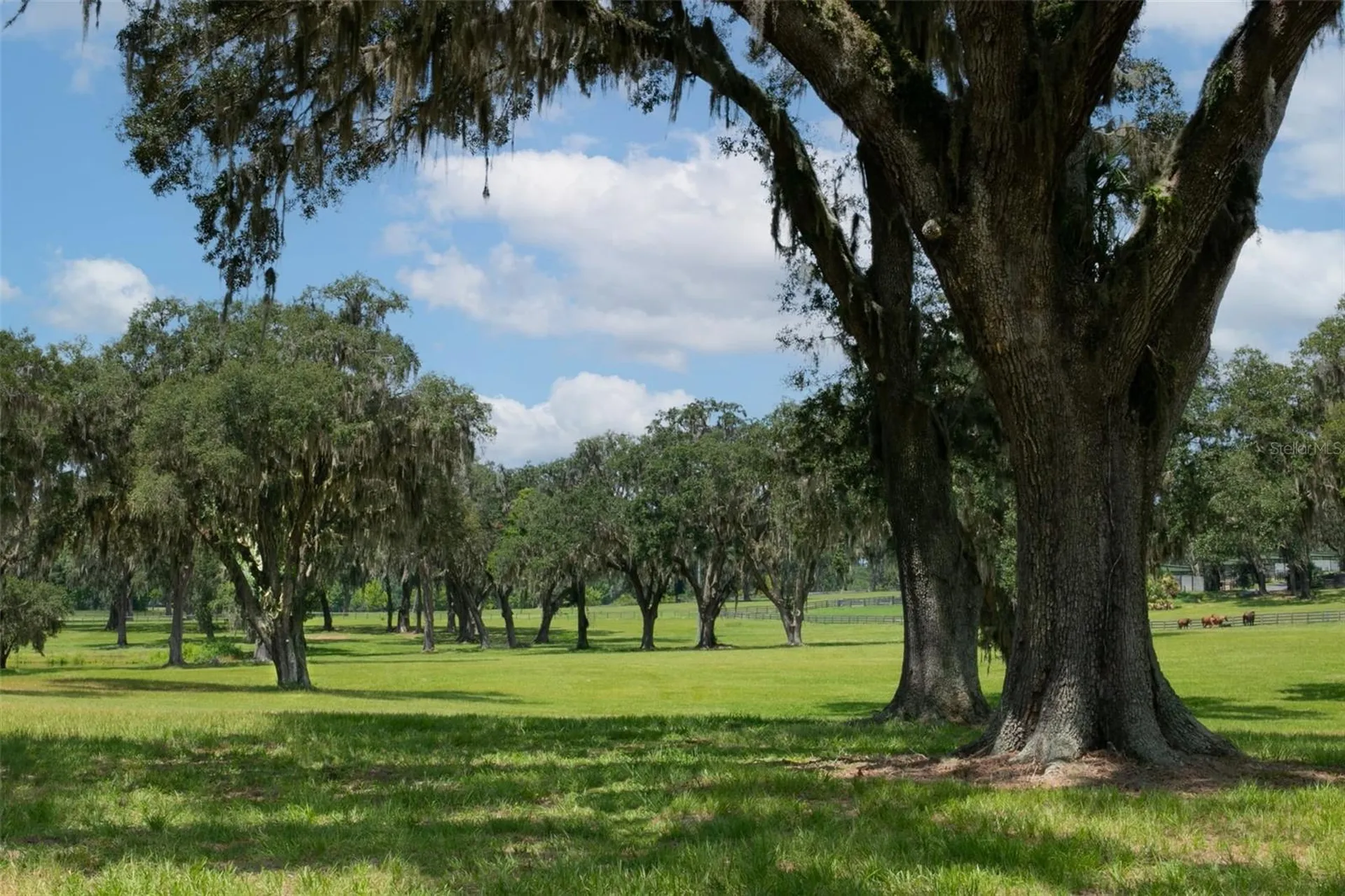 Tbd SE 157th Street Road Summerfield FL 34491