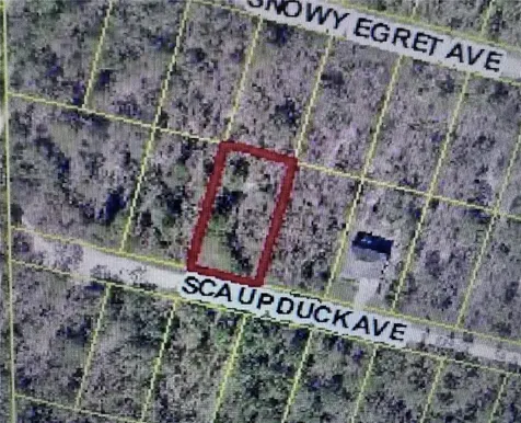Scaup Duck Avenue Weeki Wachee FL 34614