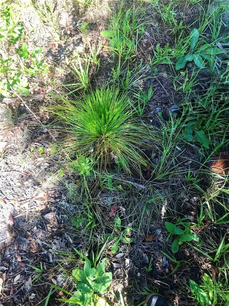 00 Unnamed Spring Hill FL 34610