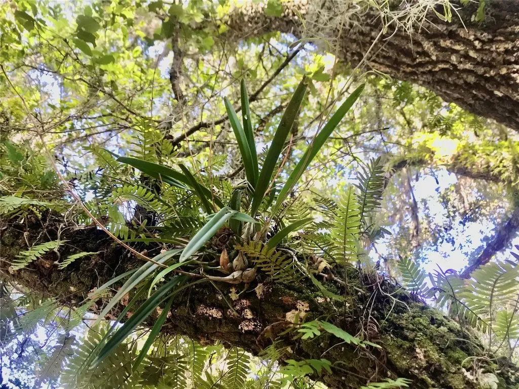 00 Unnamed Spring Hill FL 34610
