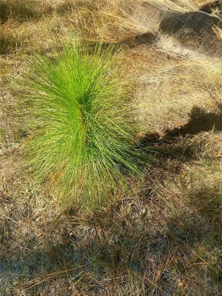 00 Unnamed Spring Hill FL 34610
