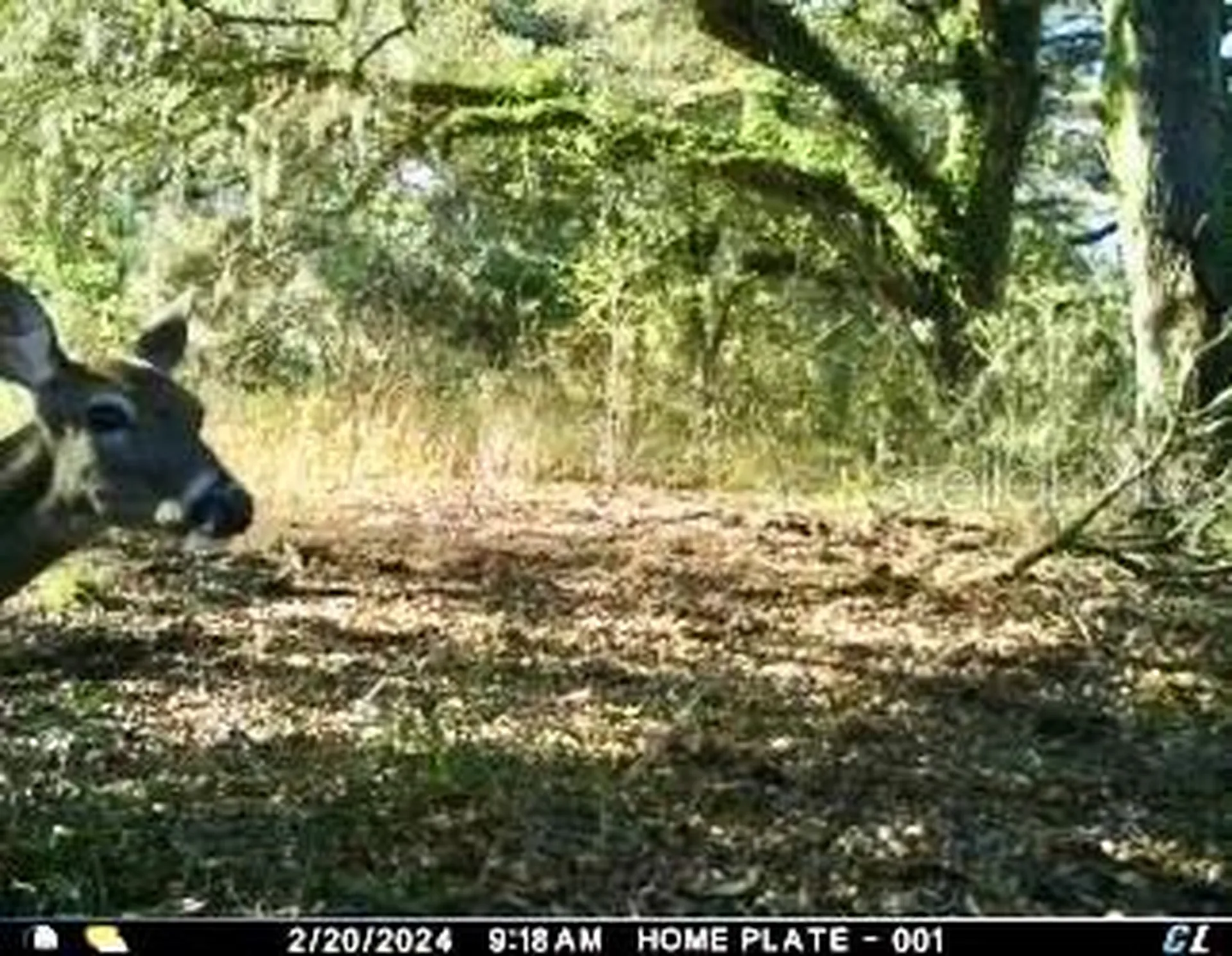00 Unnamed Spring Hill FL 34610
